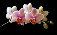 Noble Orchid