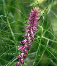 Achyranthes japonica (Chaff-flower)