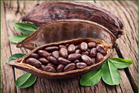 Theobromine cacao seeds